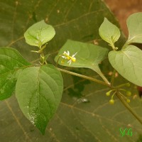 Solanum americanum Mill.